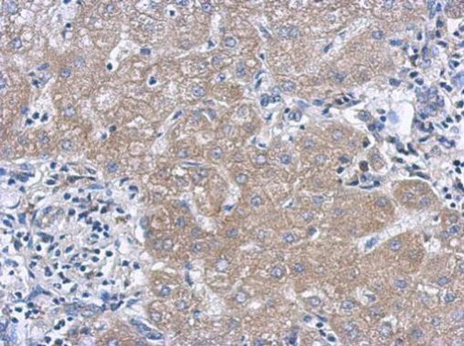 IL-27 p28 Antibody in Immunohistochemistry (Paraffin) (IHC (P))