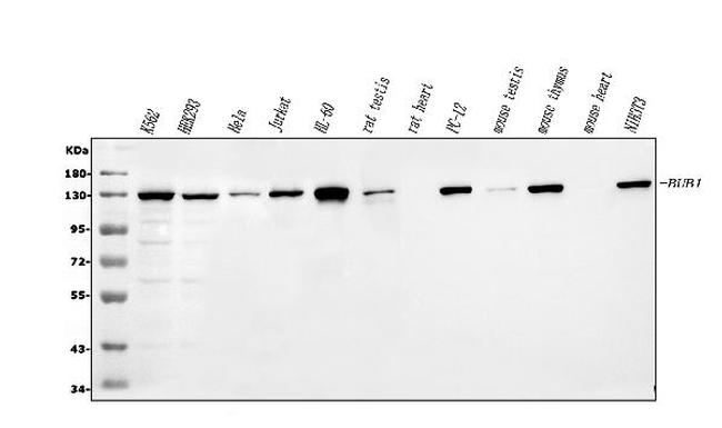 Bub1 Antibody in Western Blot (WB)