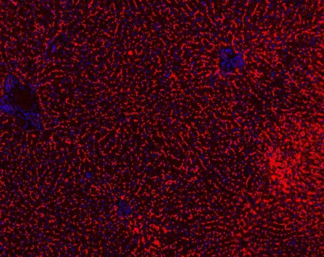 BSEP Antibody in Immunohistochemistry (Paraffin) (IHC (P))