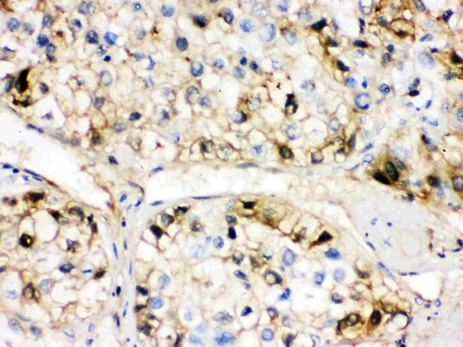 Fetuin A Antibody in Immunohistochemistry (Paraffin) (IHC (P))