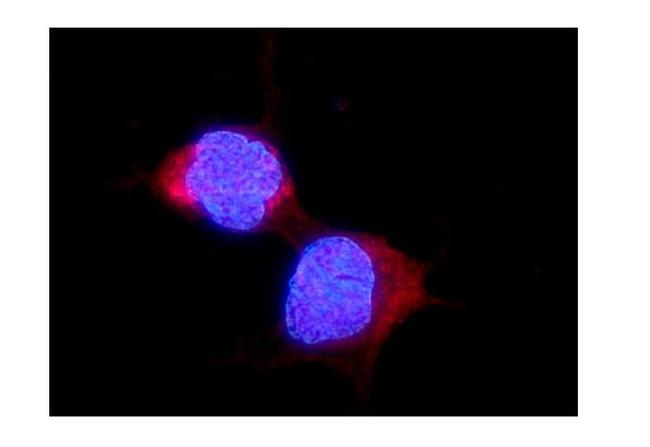 ALDH2 Antibody in Immunocytochemistry (ICC/IF)