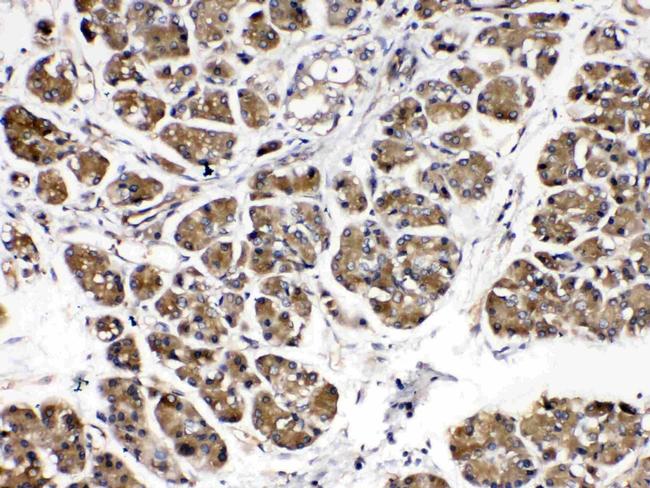 alpha Amylase 1 Antibody in Immunohistochemistry (Paraffin) (IHC (P))