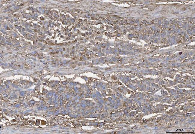 Annexin A4 Antibody in Immunohistochemistry (Paraffin) (IHC (P))