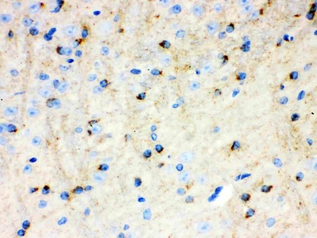 APLP1 Antibody in Immunohistochemistry (Paraffin) (IHC (P))