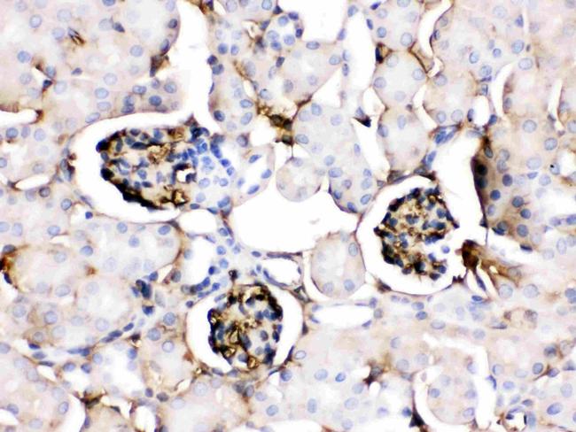 ApoA1 Antibody in Immunohistochemistry (Paraffin) (IHC (P))