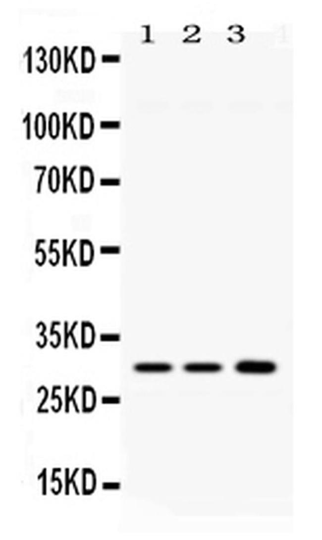 AQP11 Antibody in Western Blot (WB)