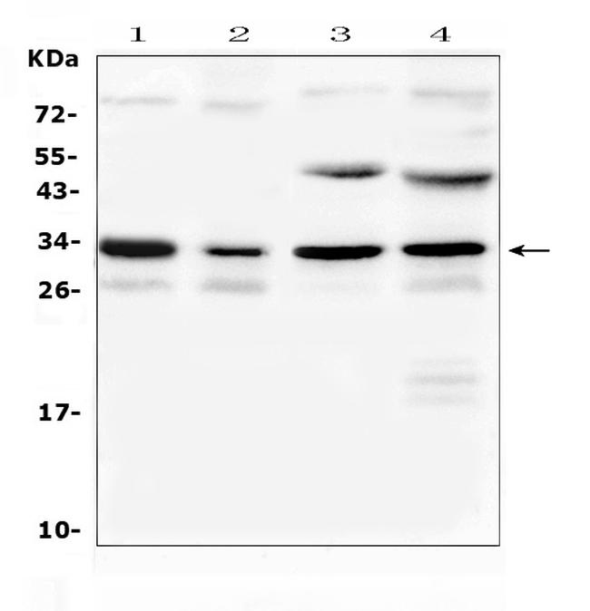 Aquaporin 3 Antibody in Western Blot (WB)