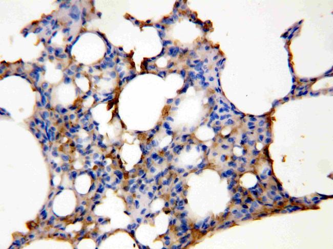 Aquaporin 5 Antibody in Immunohistochemistry (Paraffin) (IHC (P))