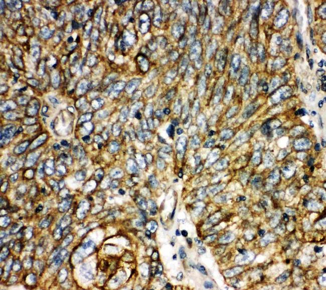 Aquaporin 6 Antibody in Immunohistochemistry (Paraffin) (IHC (P))