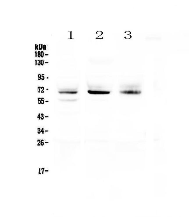 Bestrophin 1 Antibody in Western Blot (WB)