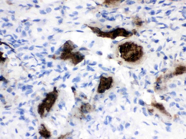 Osteocalcin Antibody in Immunohistochemistry (Paraffin) (IHC (P))