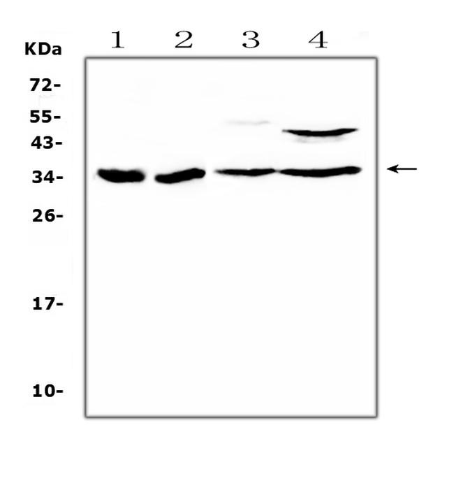 BRMS1 Antibody in Western Blot (WB)