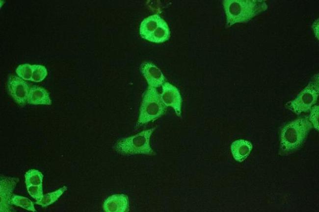 Calpain 1 Antibody in Immunocytochemistry (ICC/IF)