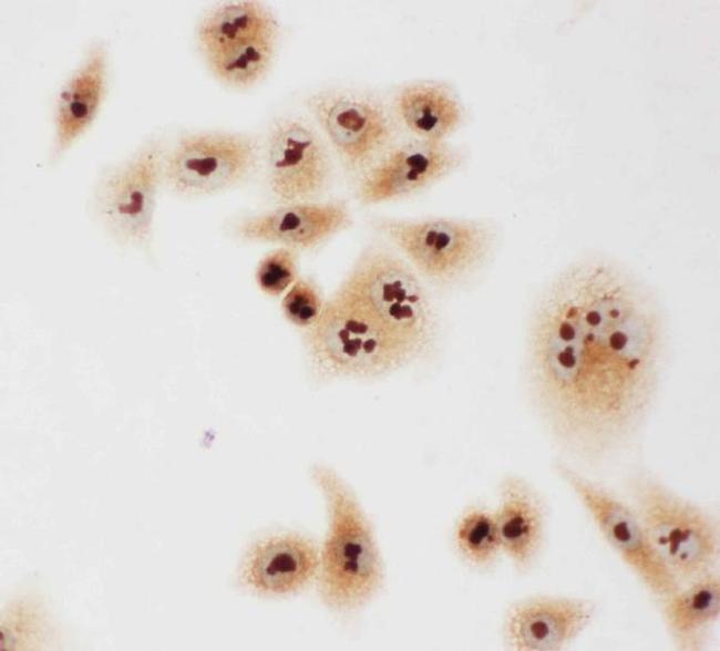 Caspase 3 p10 Antibody in Immunocytochemistry (ICC/IF)