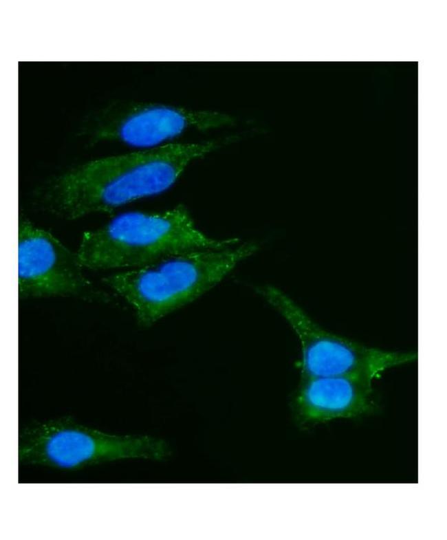 Caveolin 2 Antibody in Immunocytochemistry (ICC/IF)