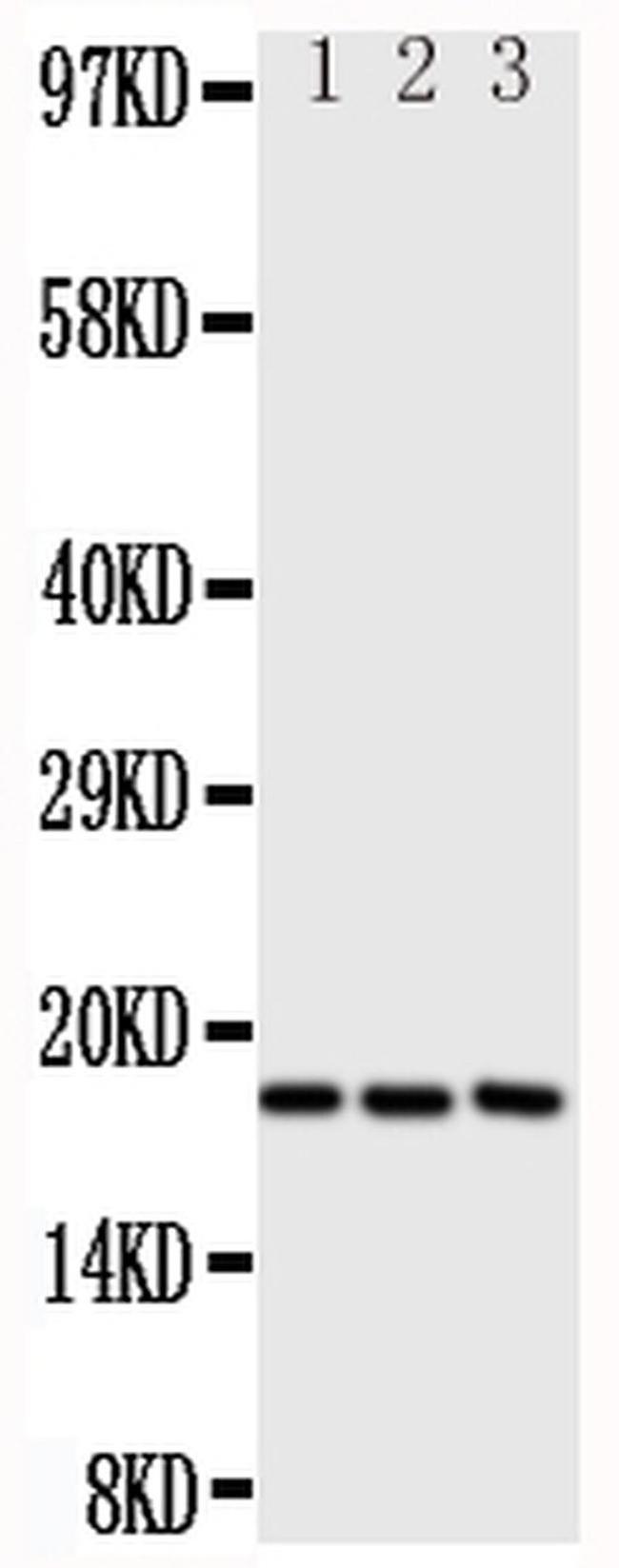 CCL1 Antibody in Western Blot (WB)