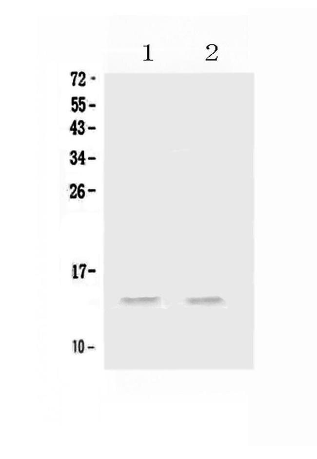 CCL20 Antibody in Western Blot (WB)