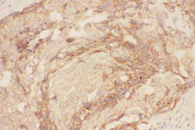 Eotaxin 3 Antibody in Immunohistochemistry (Paraffin) (IHC (P))