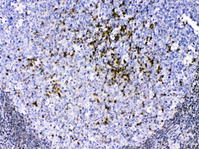 CCS Antibody in Immunohistochemistry (Paraffin) (IHC (P))