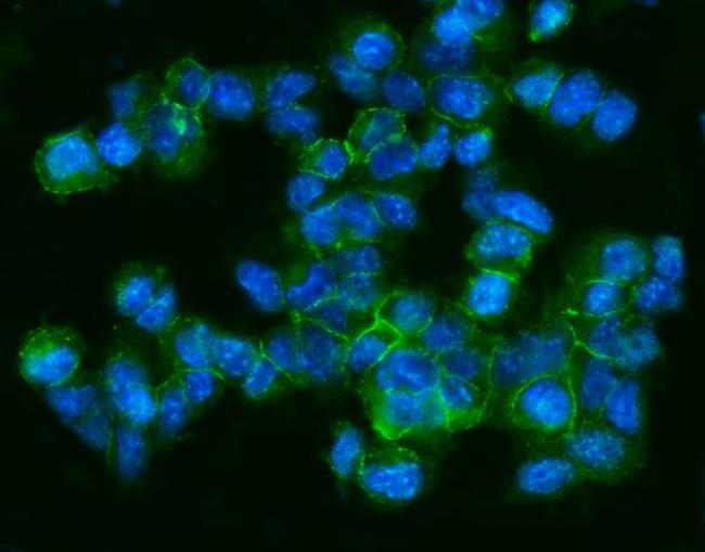 CD9 Antibody in Immunocytochemistry (ICC/IF)