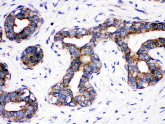 CDC6 Antibody in Immunohistochemistry (Paraffin) (IHC (P))