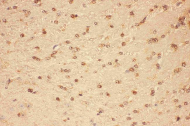 CNTF Antibody in Immunohistochemistry (Paraffin) (IHC (P))