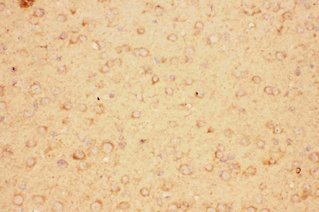 CNTF Antibody in Immunohistochemistry (Paraffin) (IHC (P))