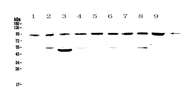 Cullin 5 Antibody in Western Blot (WB)