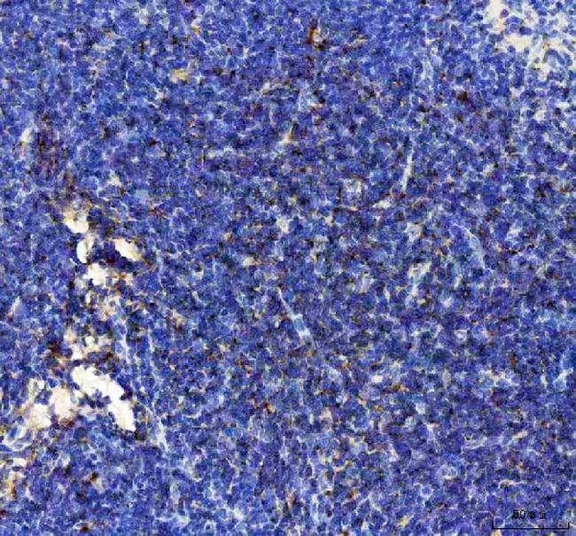 CXCL10 (IP-10) Antibody in Immunohistochemistry (Paraffin) (IHC (P))