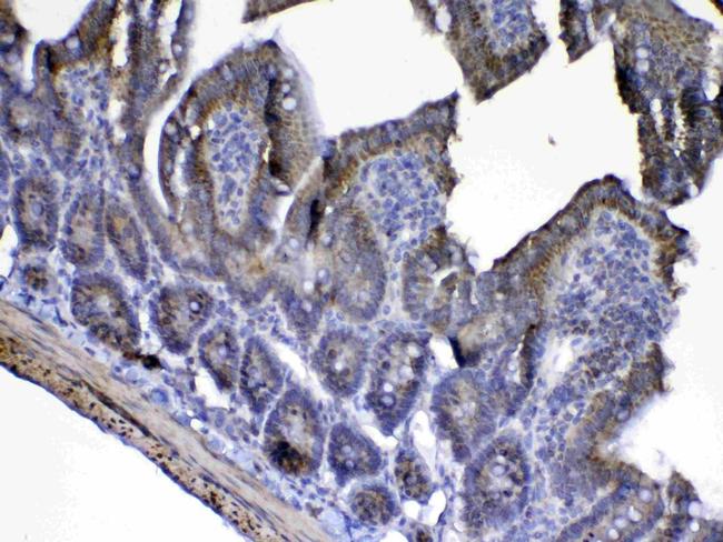 Cytochrome C Antibody in Immunohistochemistry (Paraffin) (IHC (P))