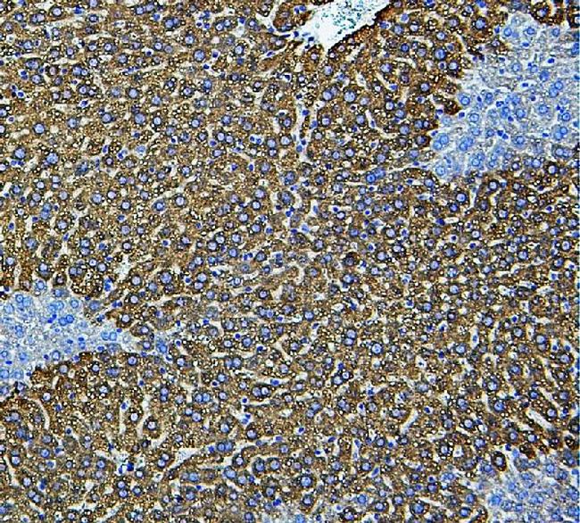 CYP2E1 Antibody in Immunohistochemistry (Paraffin) (IHC (P))