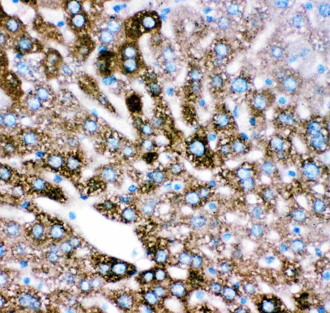 CYP2E1 Antibody in Immunohistochemistry (Paraffin) (IHC (P))