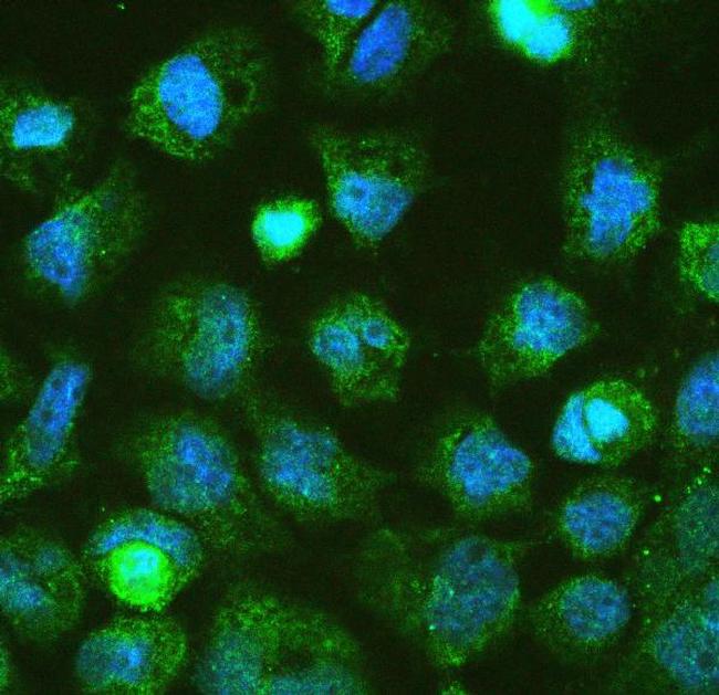 DGCR8 Antibody in Immunocytochemistry (ICC/IF)