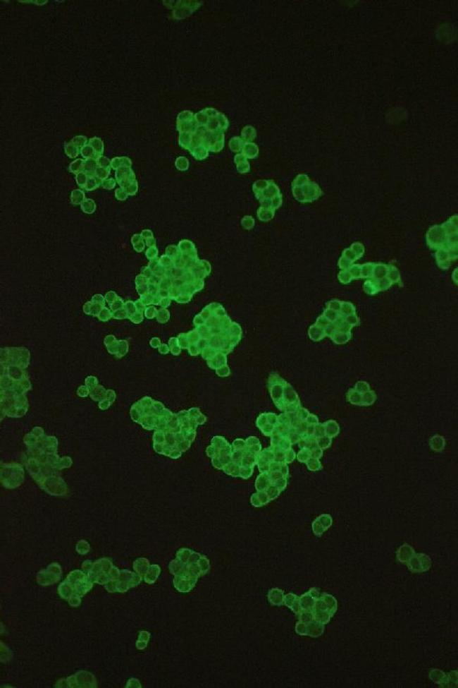 DLD Antibody in Immunocytochemistry (ICC/IF)