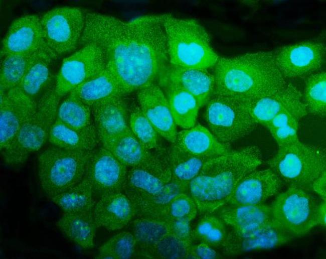 HDJ2 Antibody in Immunocytochemistry (ICC/IF)