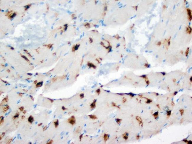 DUT Antibody in Immunohistochemistry (Paraffin) (IHC (P))