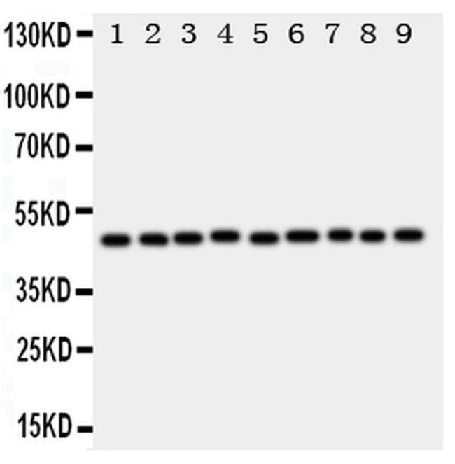 E2F2 Antibody in Western Blot (WB)