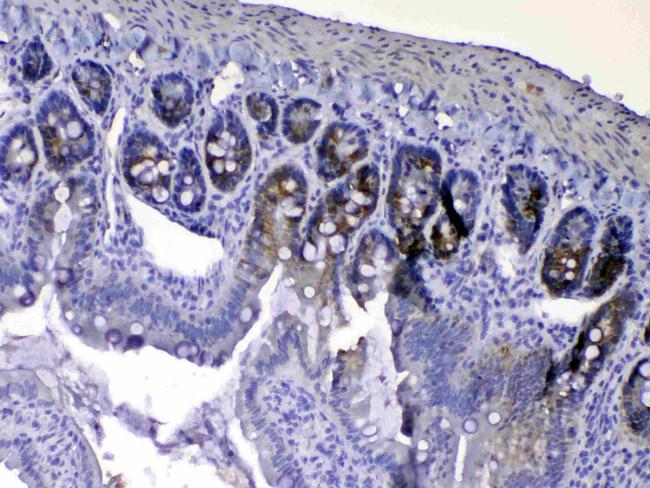 EGF Antibody in Immunohistochemistry (Paraffin) (IHC (P))