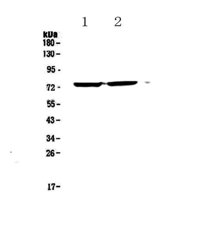 EGR1 Antibody in Western Blot (WB)