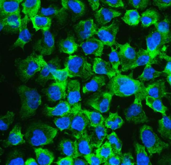 eIF4A2 Antibody in Immunocytochemistry (ICC/IF)