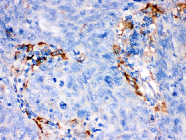 FCGRT Antibody in Immunohistochemistry (Paraffin) (IHC (P))