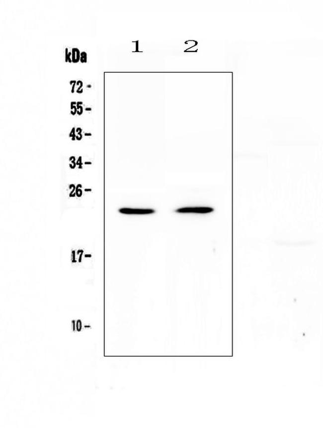 FNDC5 Antibody in Western Blot (WB)