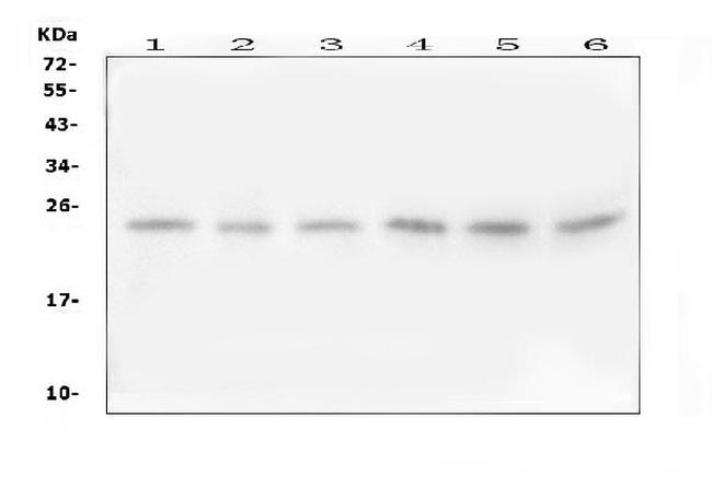 FSTL3 Antibody in Western Blot (WB)