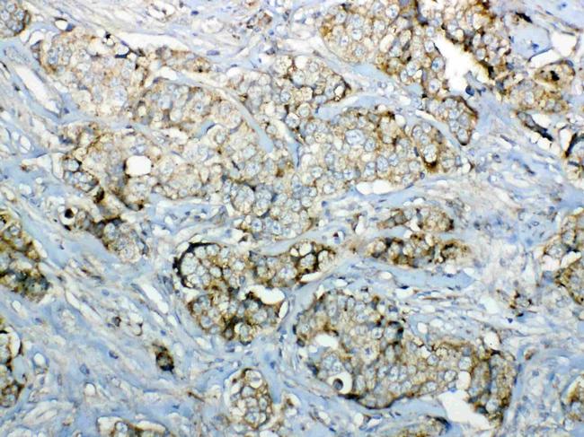 GALNS Antibody in Immunohistochemistry (Paraffin) (IHC (P))