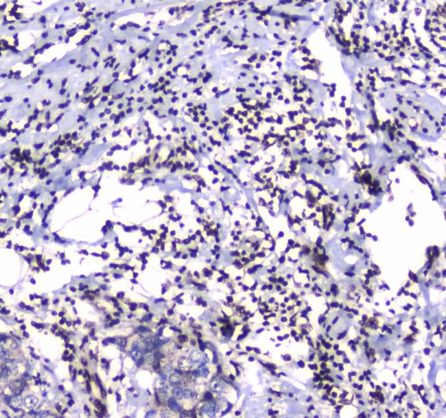 GFI1 Antibody in Immunohistochemistry (Paraffin) (IHC (P))