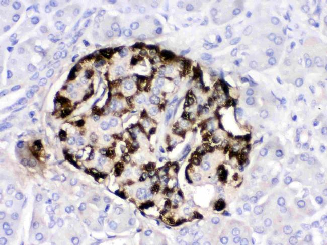 GIP Antibody in Immunohistochemistry (Paraffin) (IHC (P))