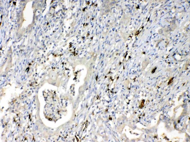 HBD Antibody in Immunohistochemistry (Paraffin) (IHC (P))