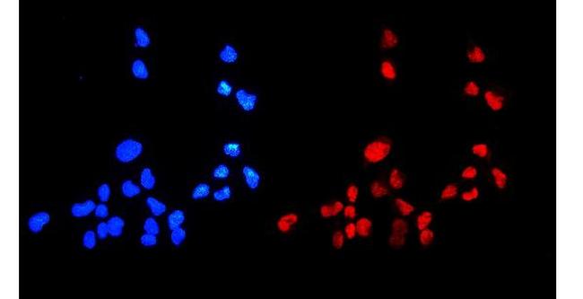 HMGB1 Antibody in Immunocytochemistry (ICC/IF)