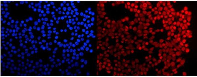 HMG4 Antibody in Immunocytochemistry (ICC/IF)