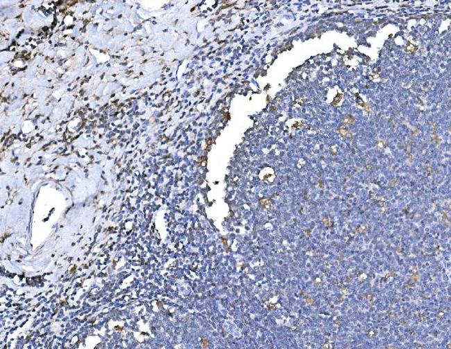 HO-1 Antibody in Immunohistochemistry (Paraffin) (IHC (P))